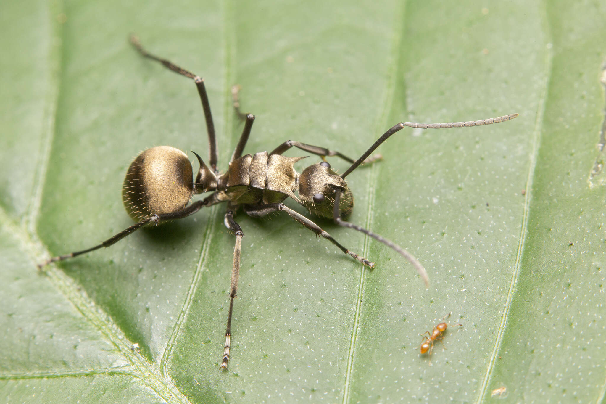 Image of Ant