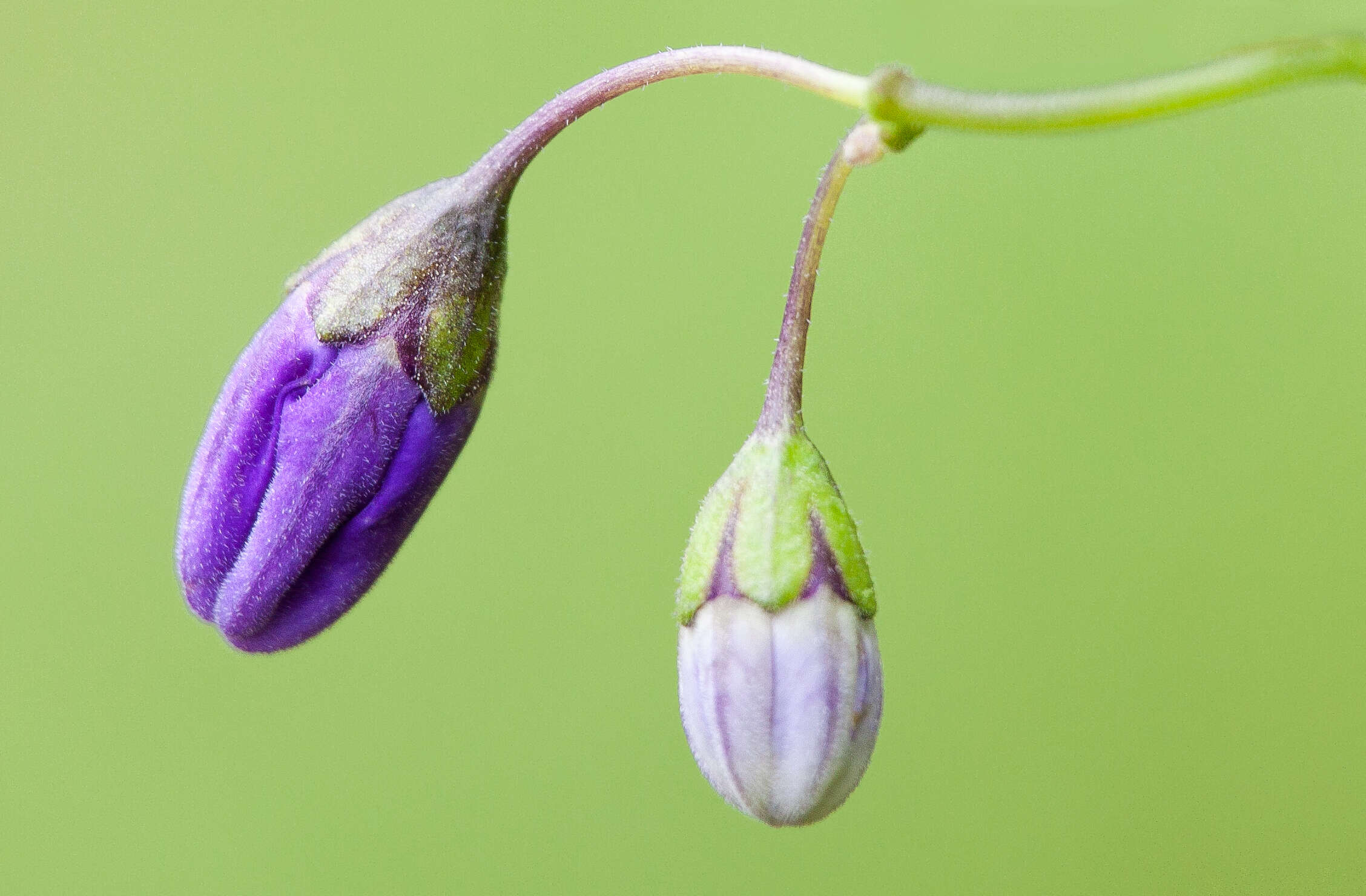 Solanum xanti A. Gray的圖片