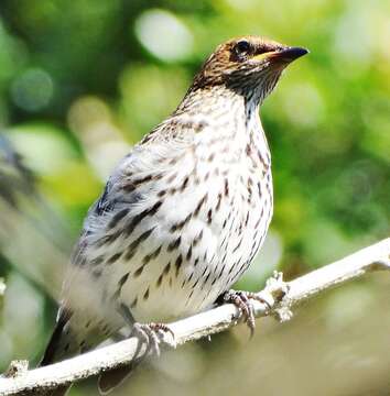 Cinnyricinclus leucogaster verreauxi (Finsch & Hartlaub 1870)的圖片