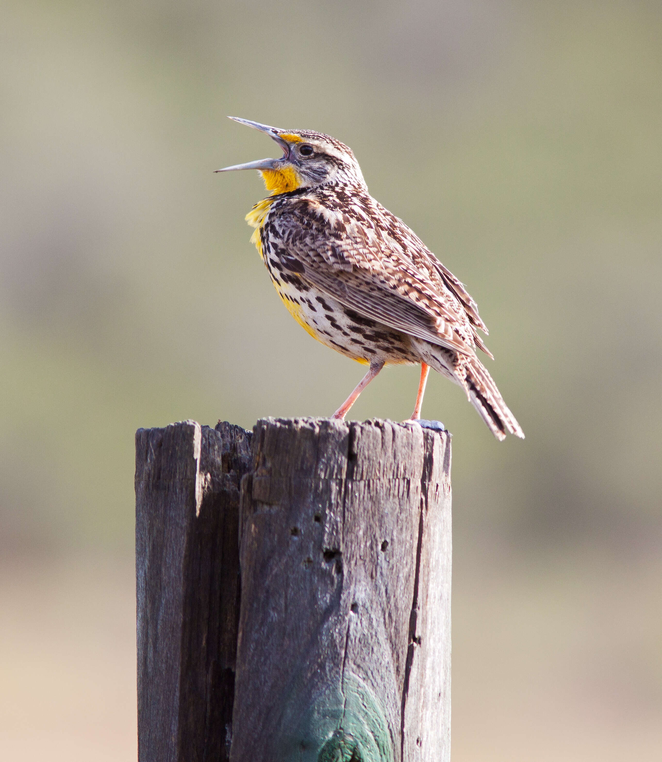 Image of Western Meadowlark