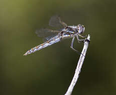 Image of Variegated Meadowhawk