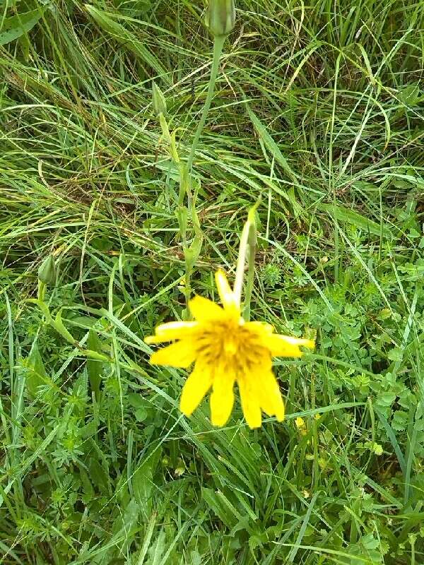 Image of Tragopogon pratensis subsp. pratensis