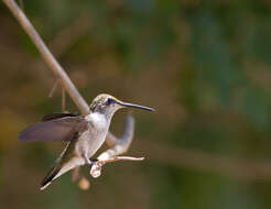 Image of Black-chinned Hummingbird