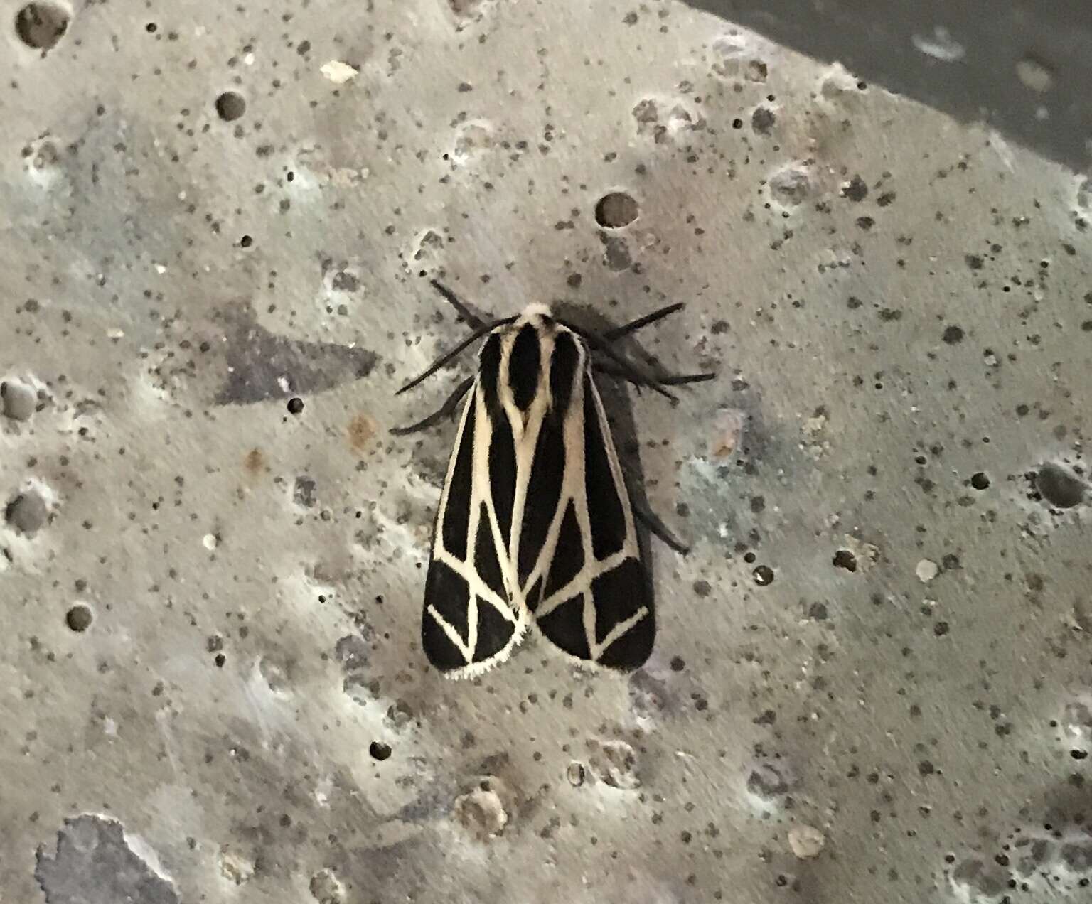 Image of Harnessed Tiger Moth