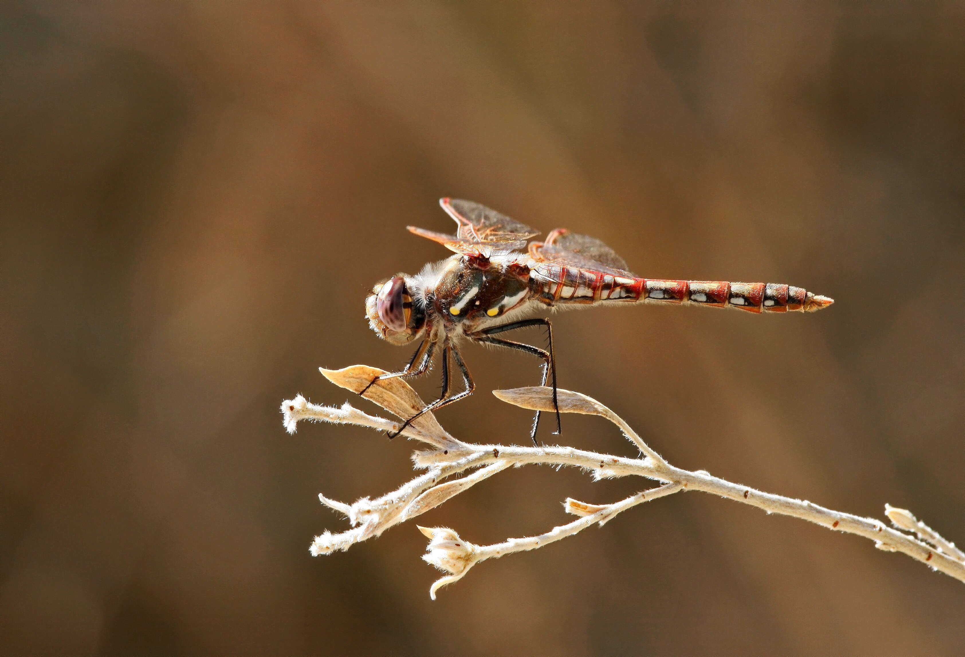 Image of Variegated Meadowhawk