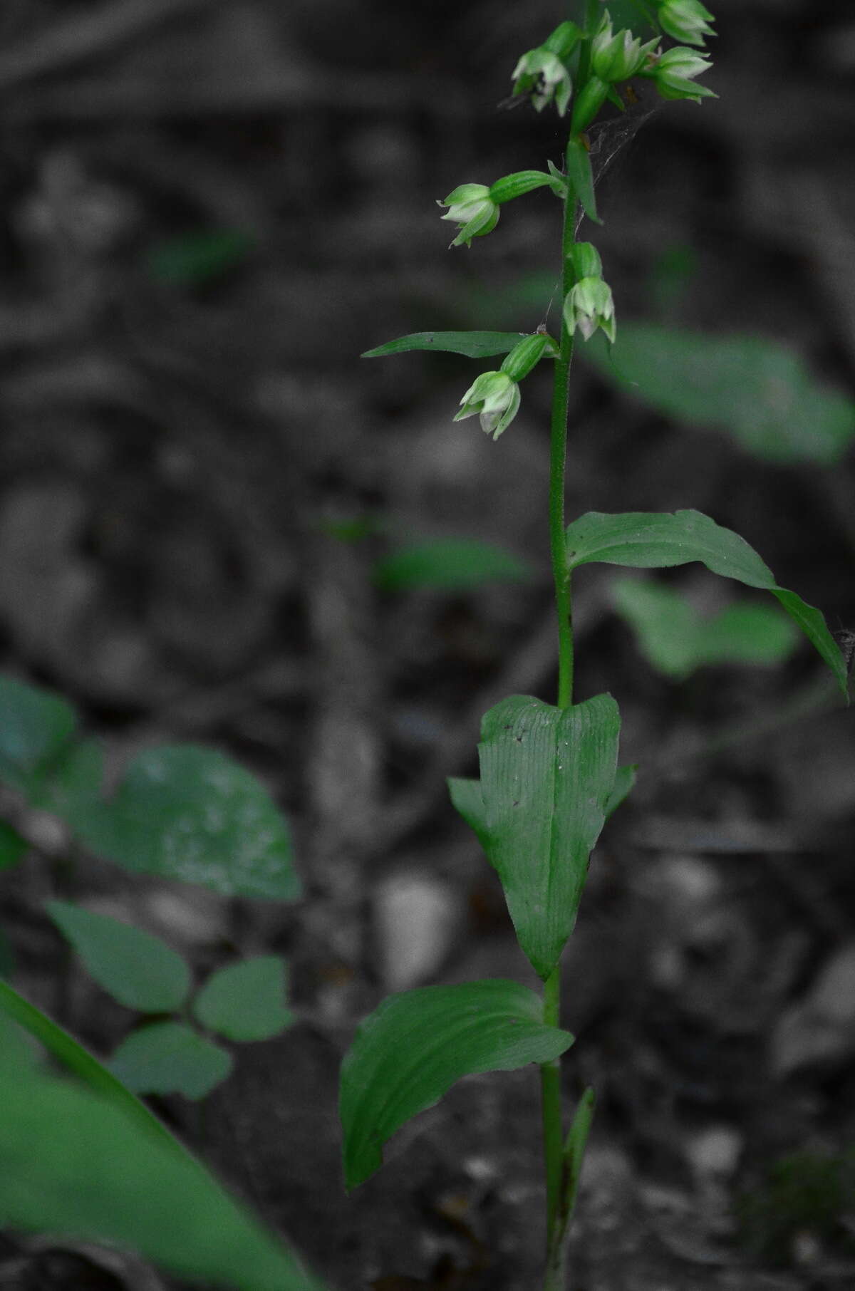 Image of Epipactis albensis Nováková & Rydlo