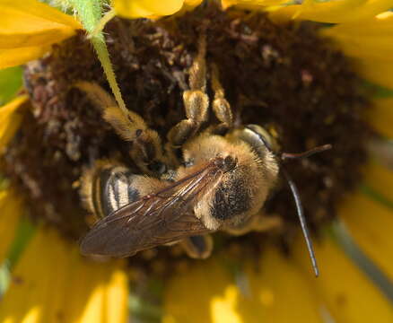 صورة Svastra obliqua obliqua (Say 1837)