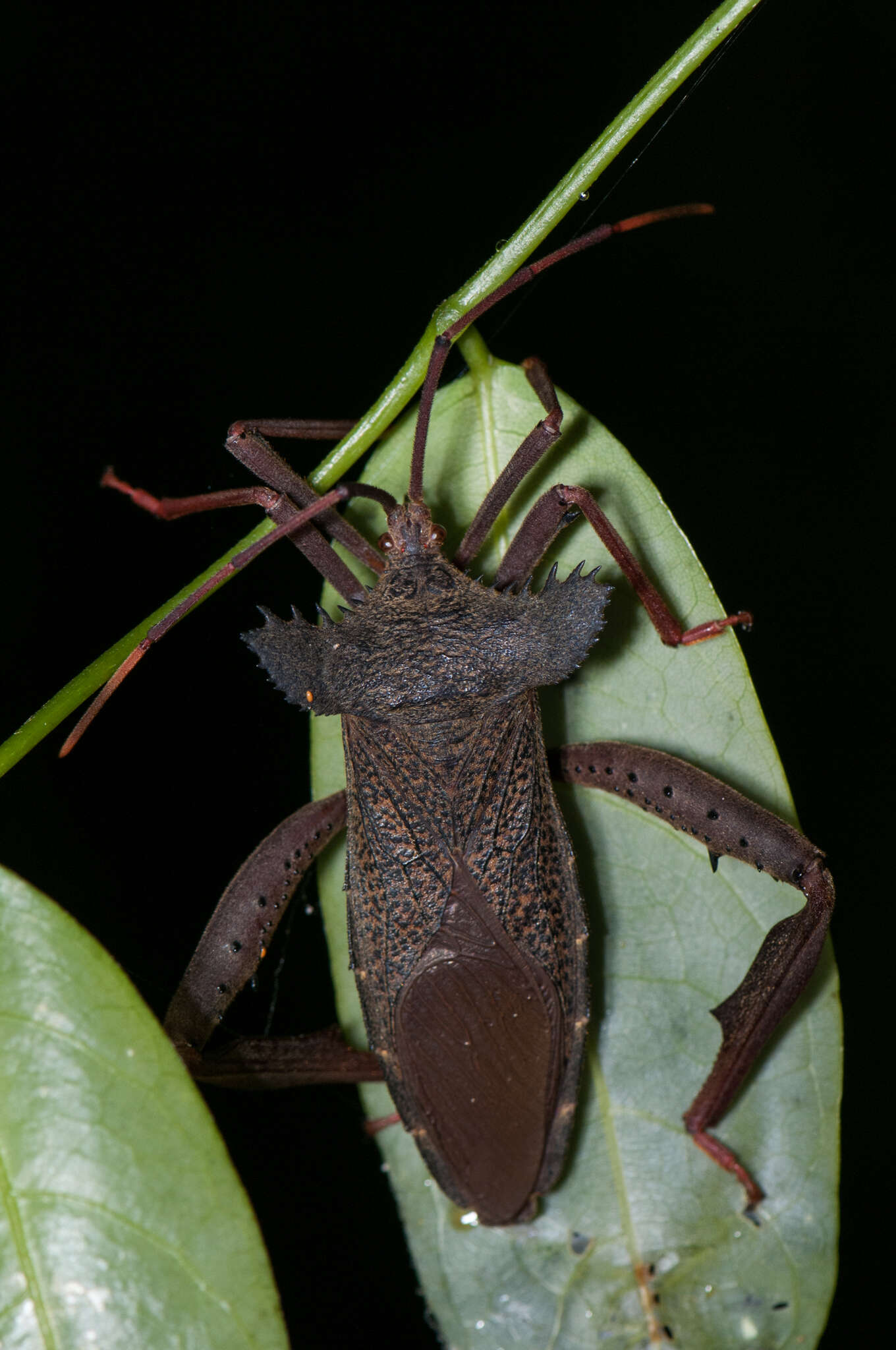 صورة Prionolomia gigas Distant 1879