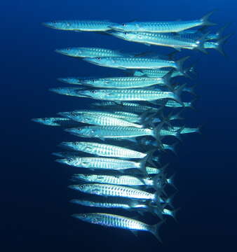 Image of Blackfin barracuda