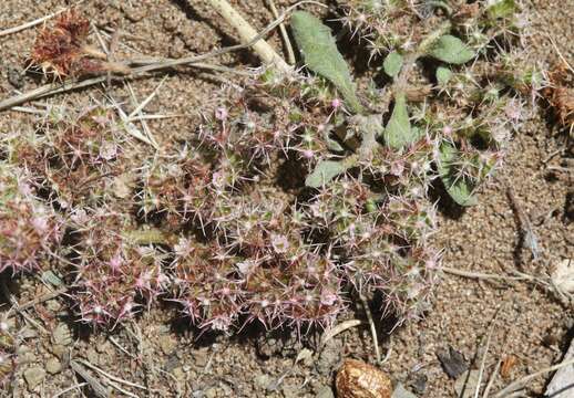 Image of Chorizanthe eastwoodiae