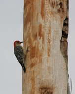 Image of Red-bellied Woodpecker