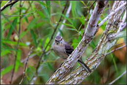 Image of Northern Mockingbird