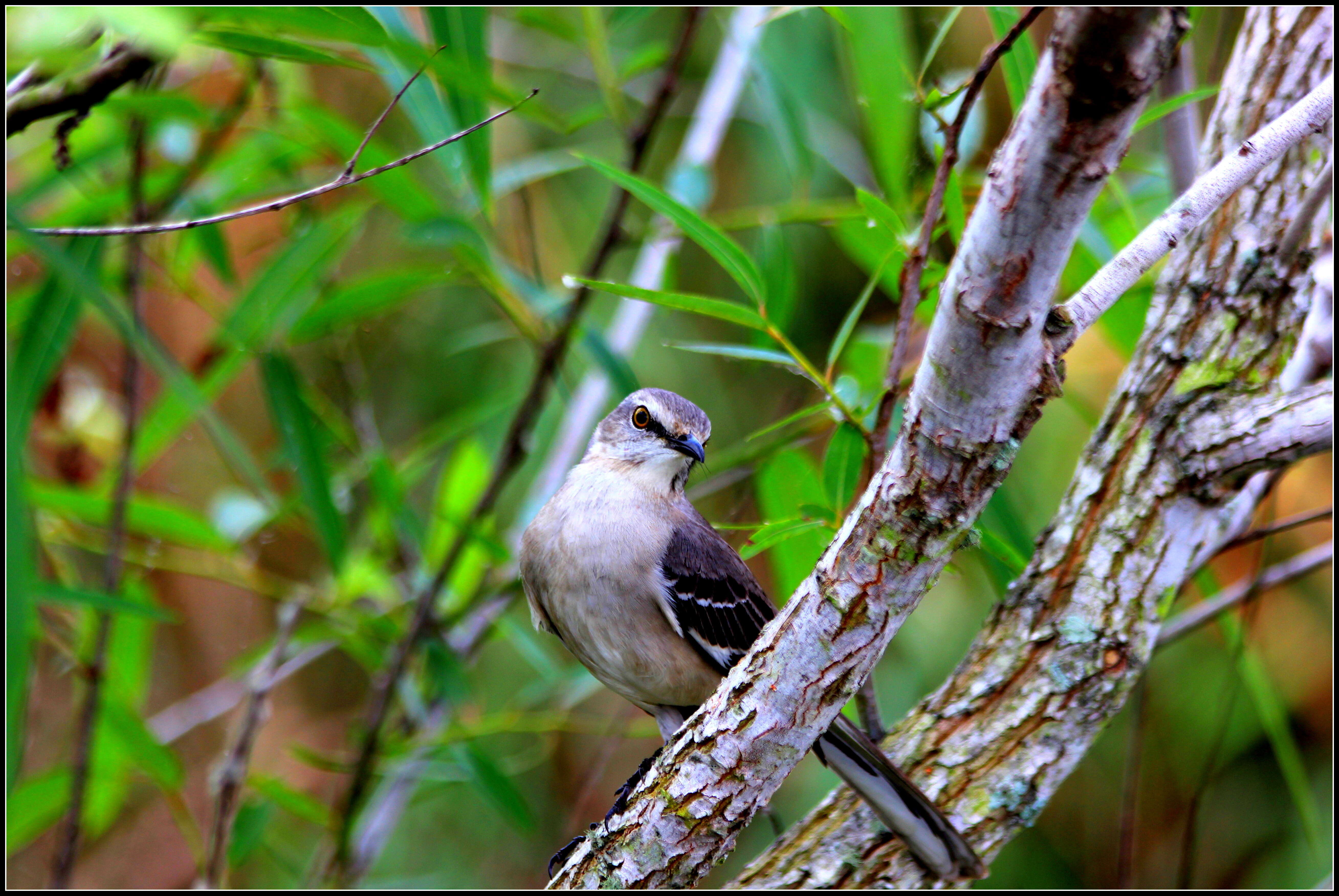 Image of Northern Mockingbird