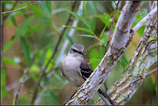 Image of Northern Mockingbird