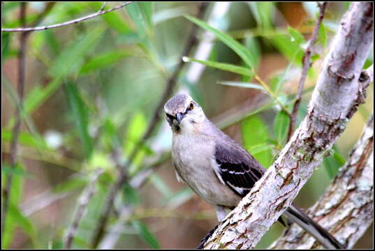 Image of Northern Mockingbird