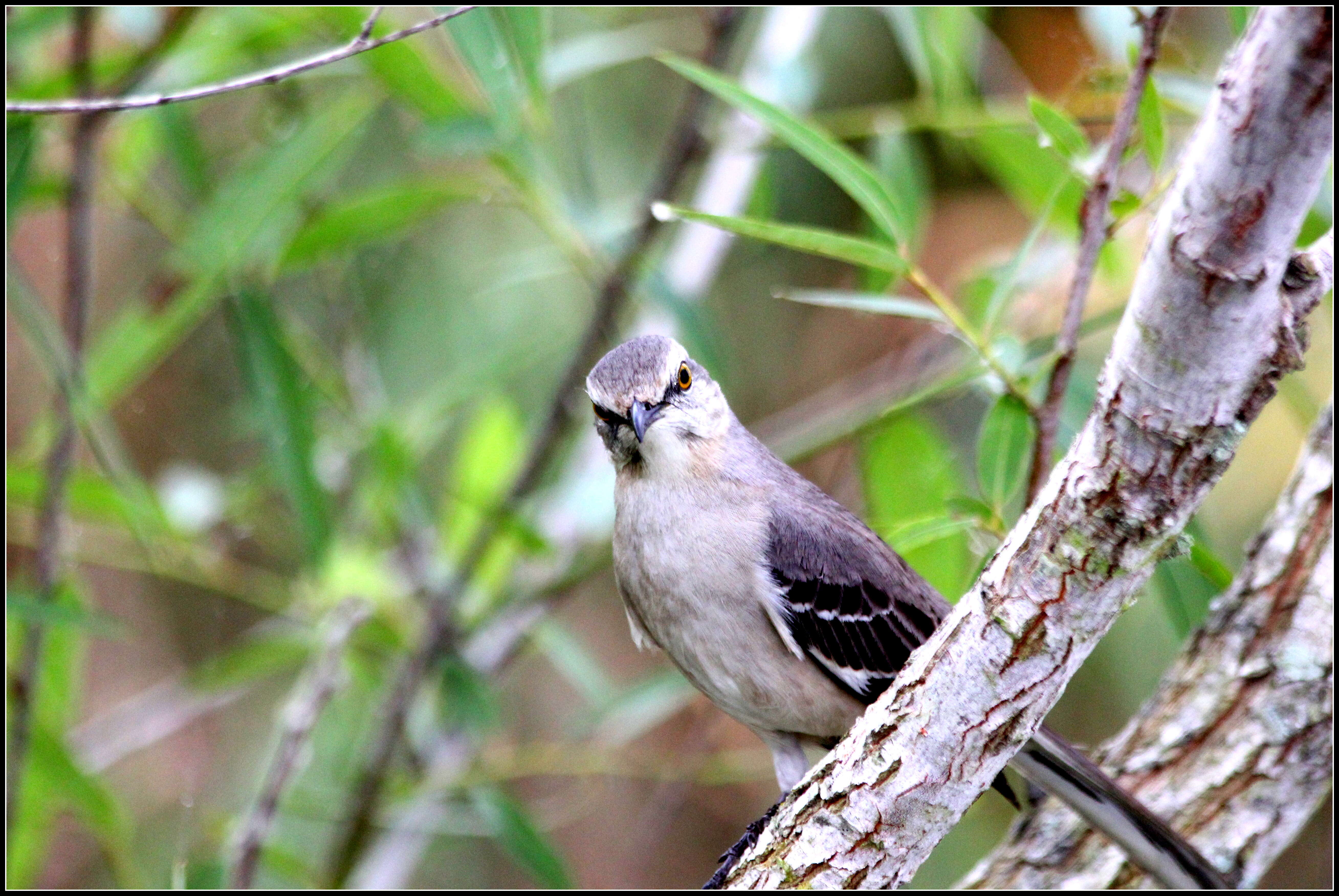 Image of Northern Mockingbird