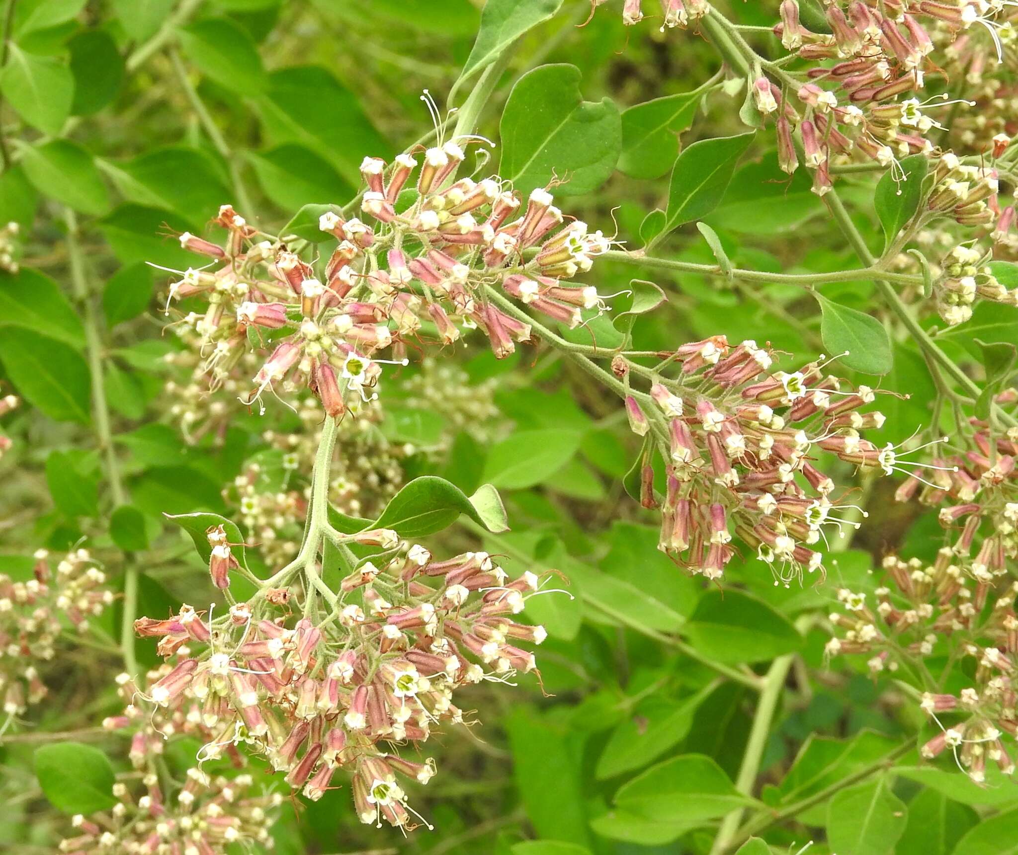 Sivun Salpianthus macrodontus Standl. kuva