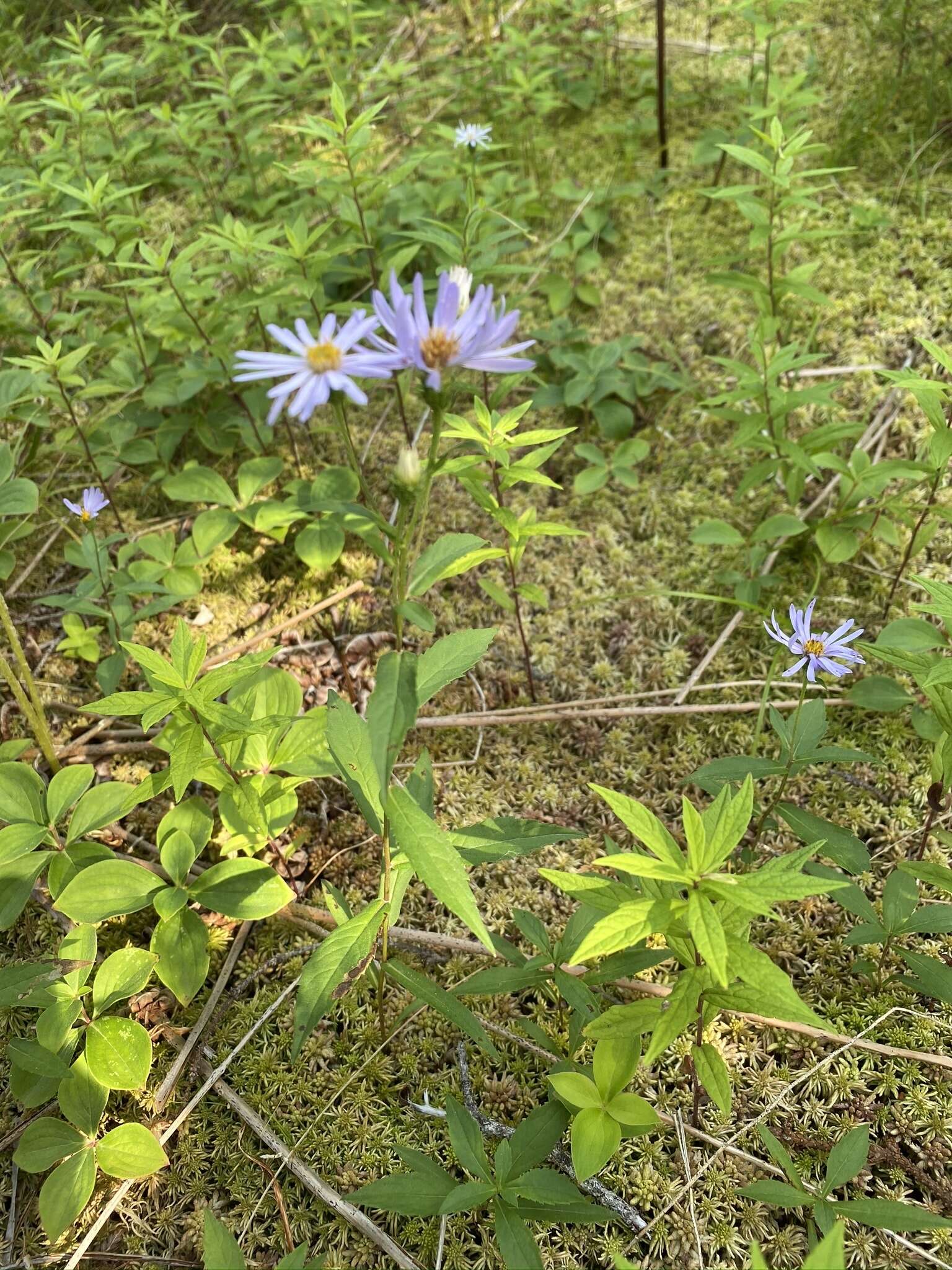 Eurybia radula (Ait.) G. L. Nesom resmi