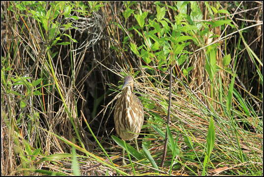 Image of American Bittern