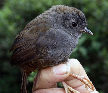 Scytalopus griseicollis (Lafresnaye 1840) resmi