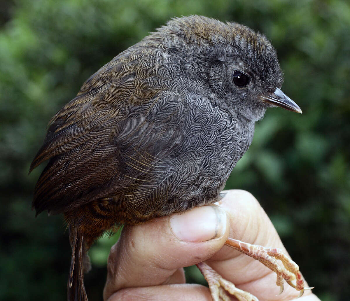 Image of Andean Tapaculo