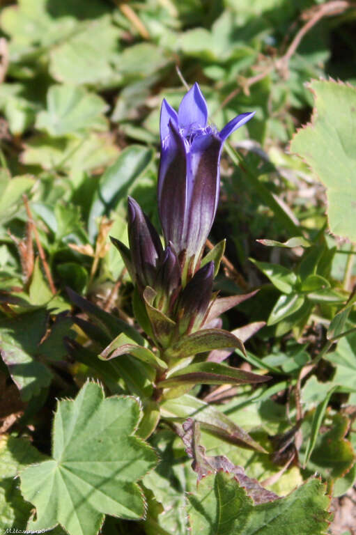 Image of crested gentian