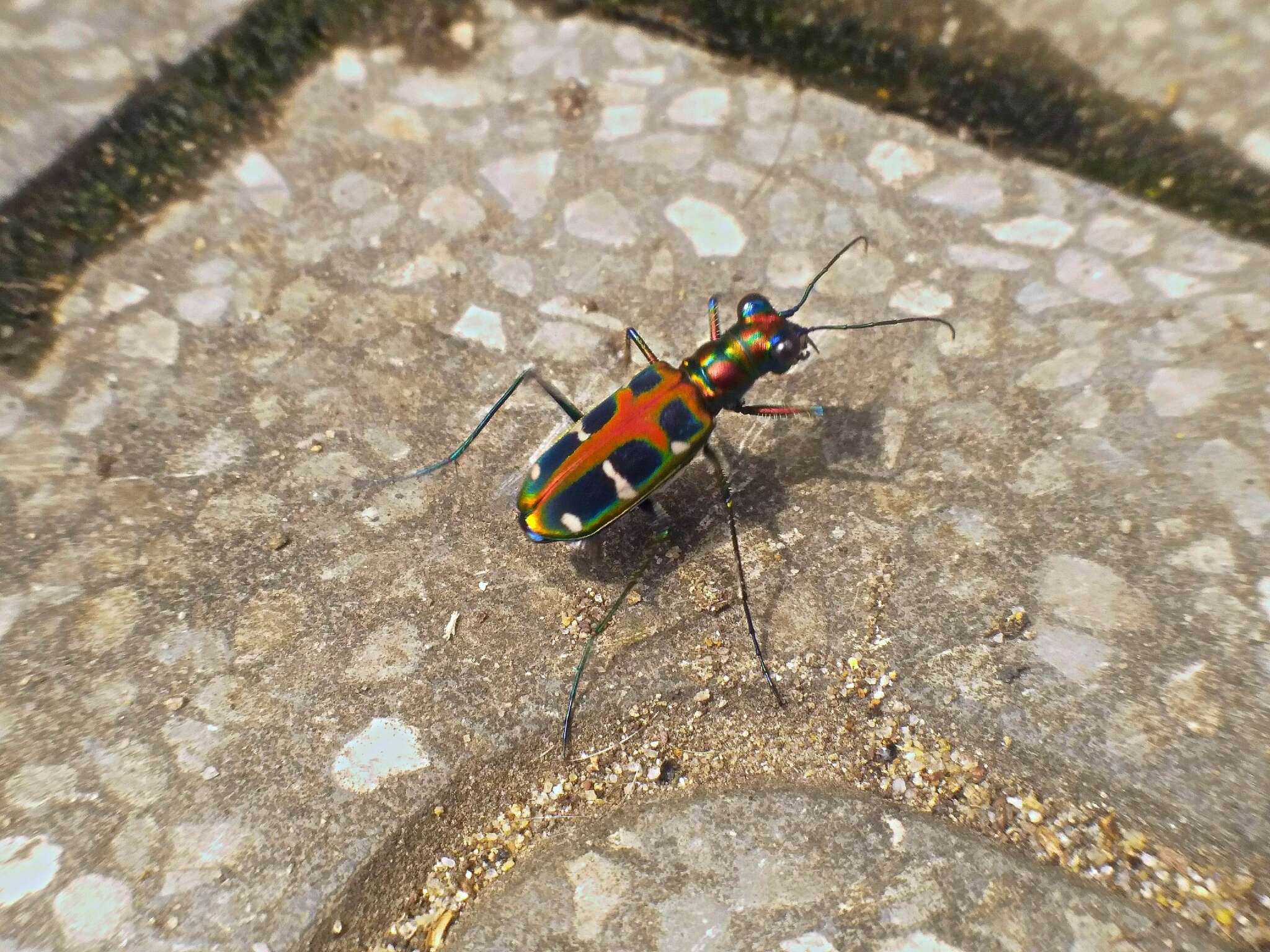 Image of Cicindela (Cosmodela) duponti Dejean 1826