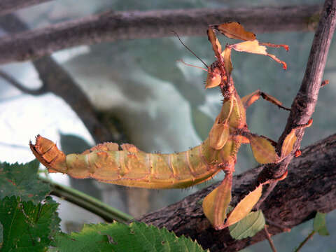 Image of giant stick insect