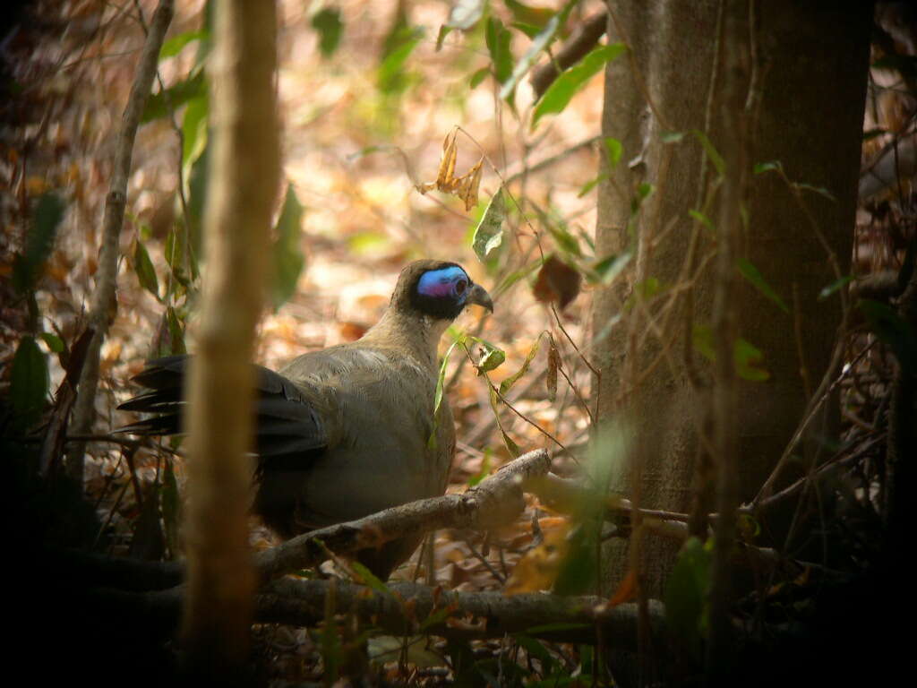 Image of Coua Schinz 1821