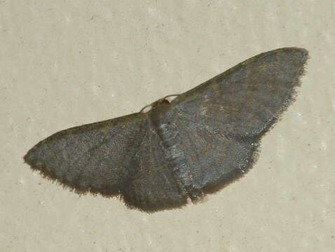 Image of Idaea coercita Lucas 1900