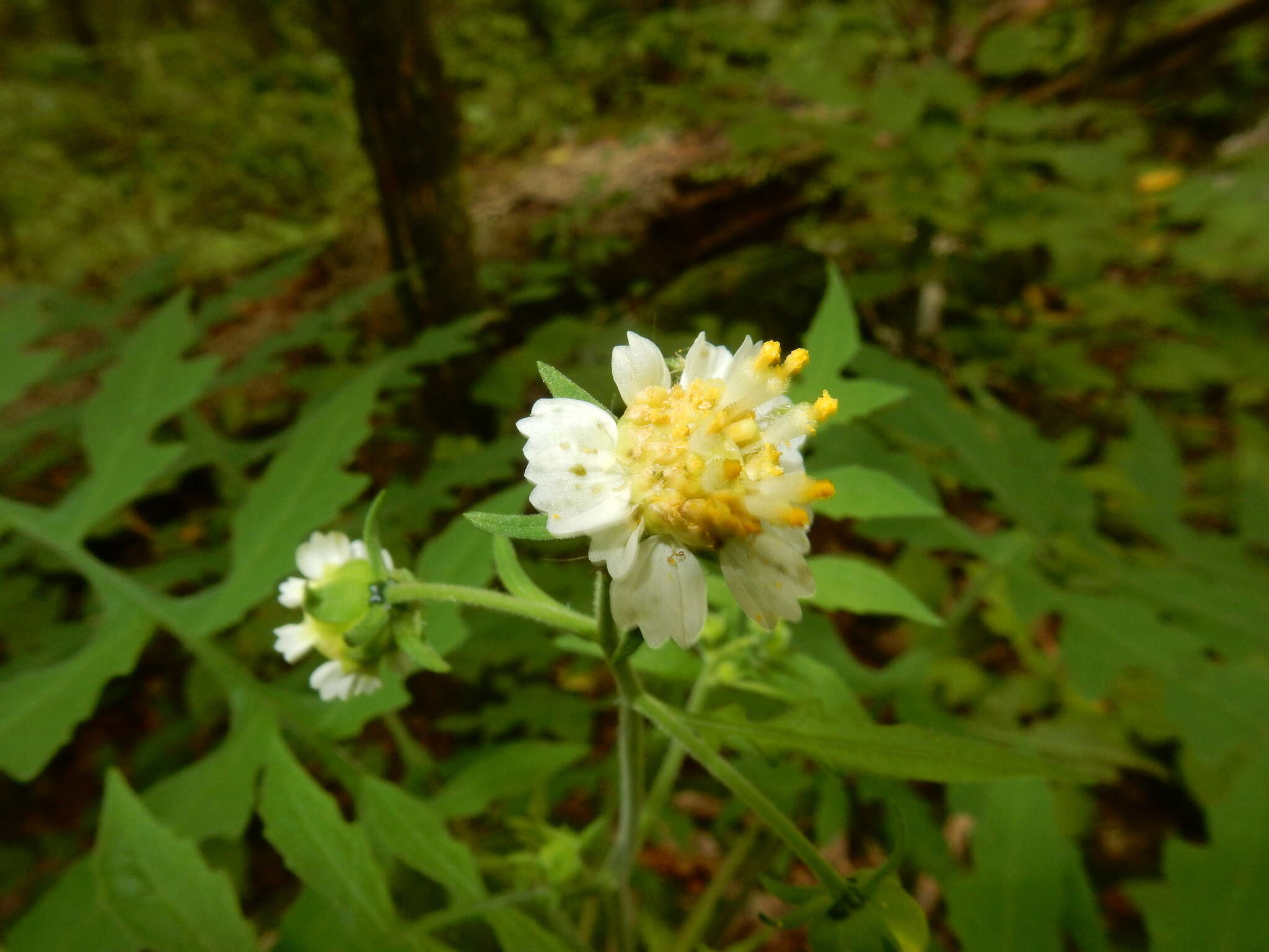 Plancia ëd Polymnia johnbeckii D. Estes