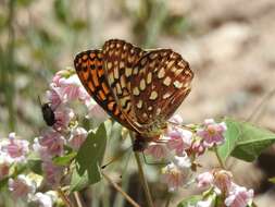 Image de Speyeria hesperis tetonia Passos & Grey 1945