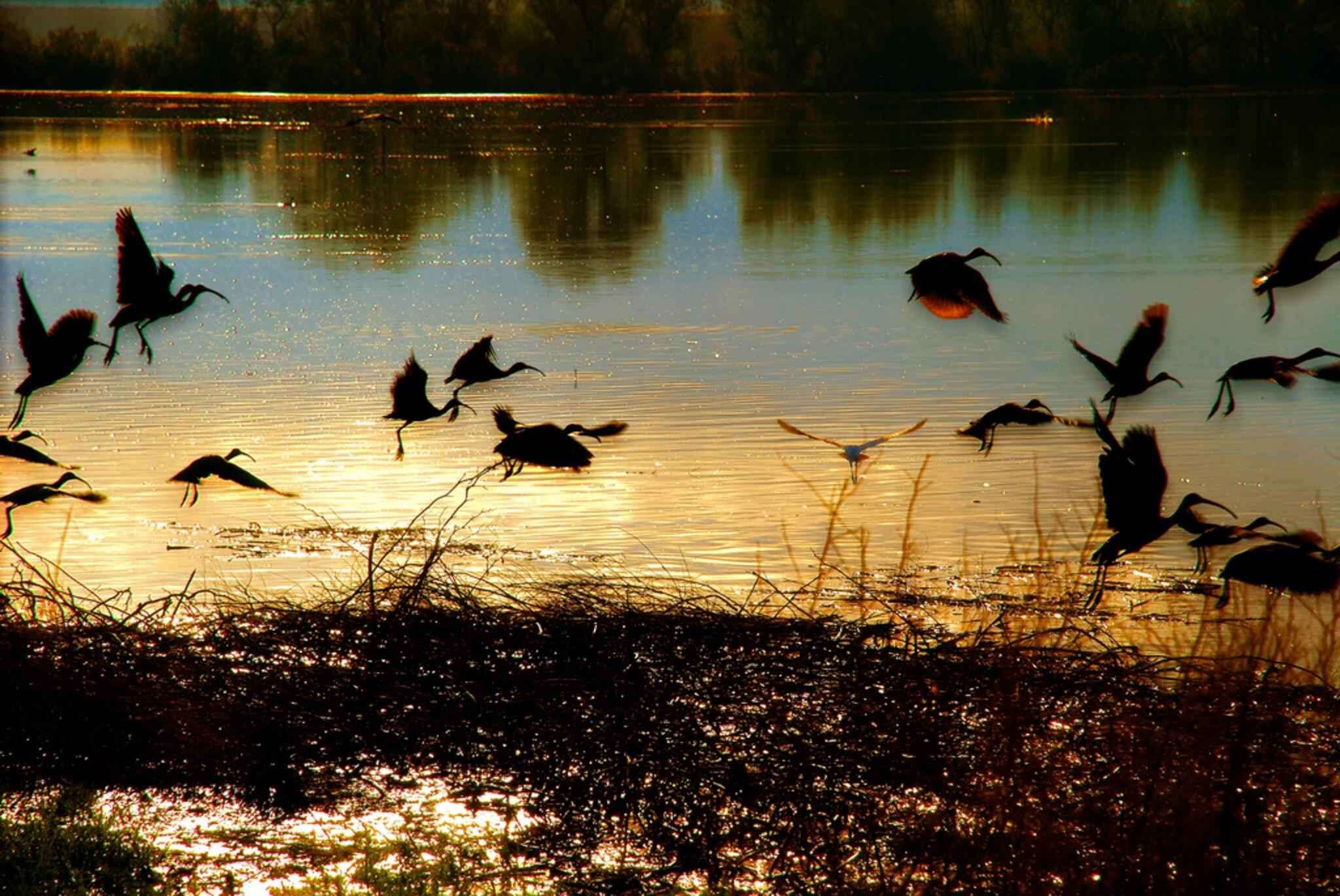 Image of Scarlet Ibis