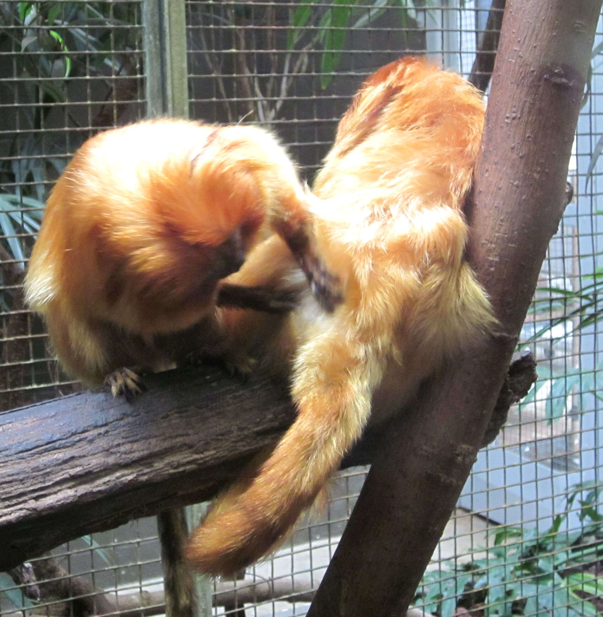 Image of Golden Lion Tamarin