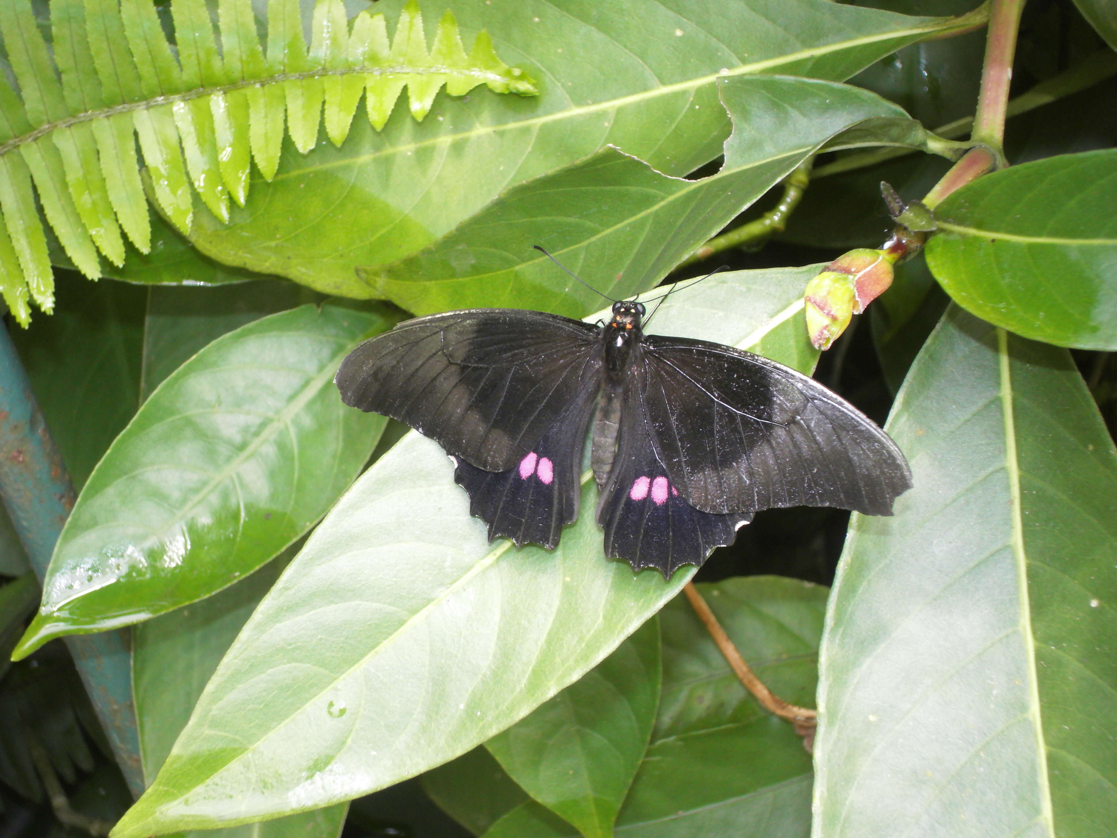 Image de Papilio anchisiades Esper 1788