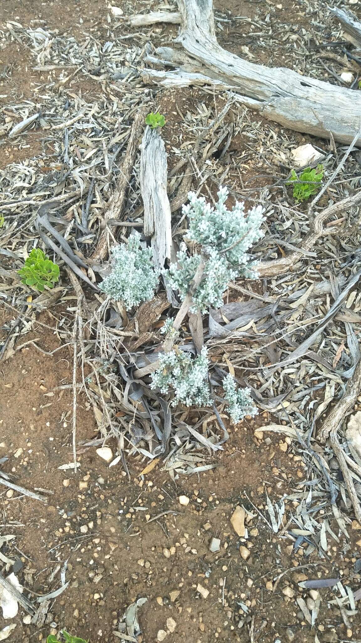 Plancia ëd Maireana sedifolia (F. Müll.) P. G. Wilson