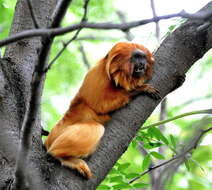 Image of Golden Lion Tamarin