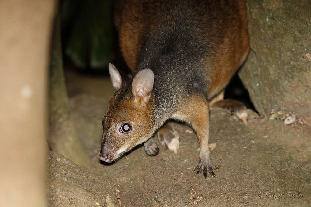 Image of Red-legged Pademelon