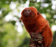 Image of Golden Lion Tamarin