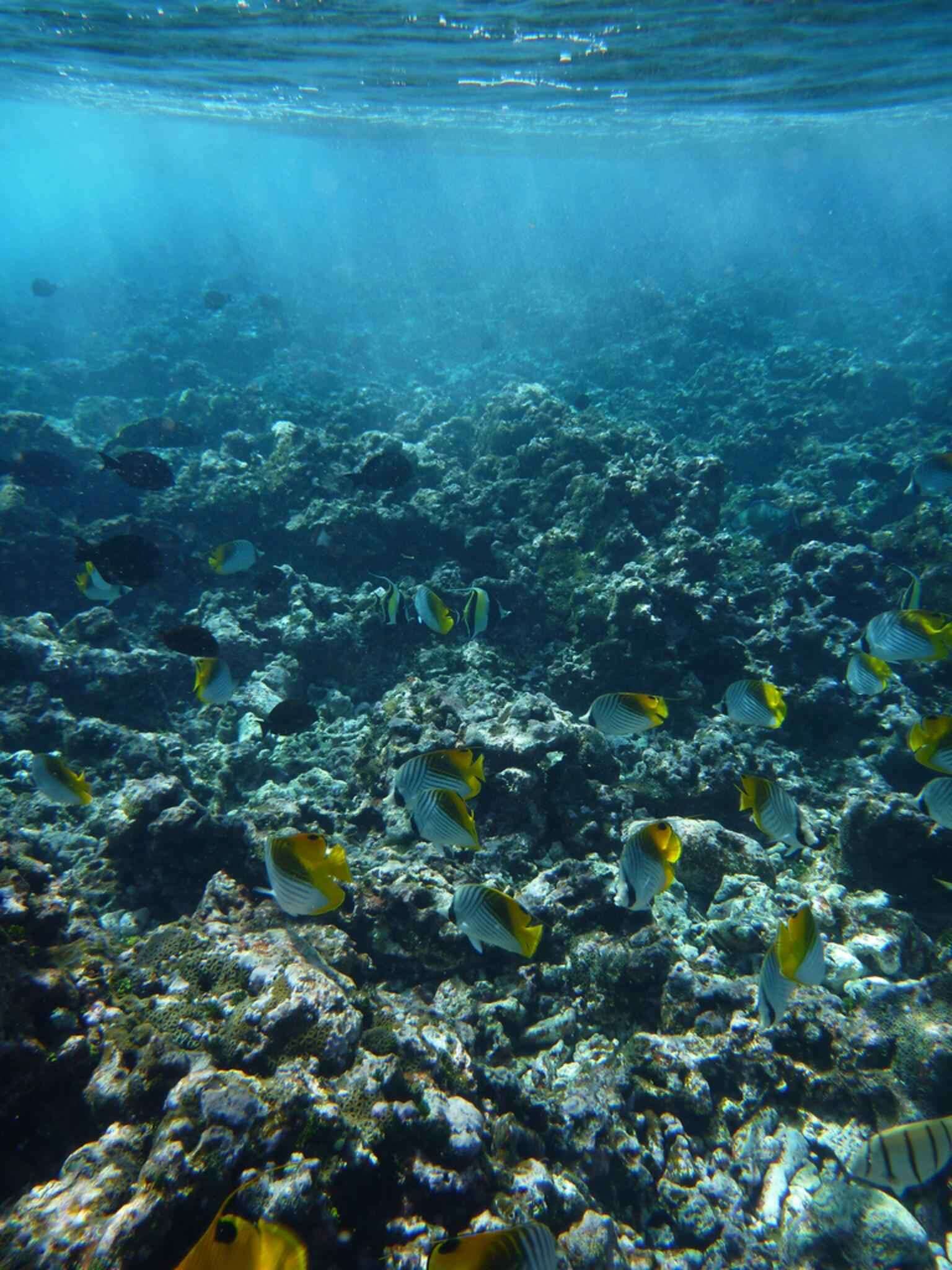 Image of Convict Surgeonfish