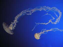 Image of purple-striped jellyfish