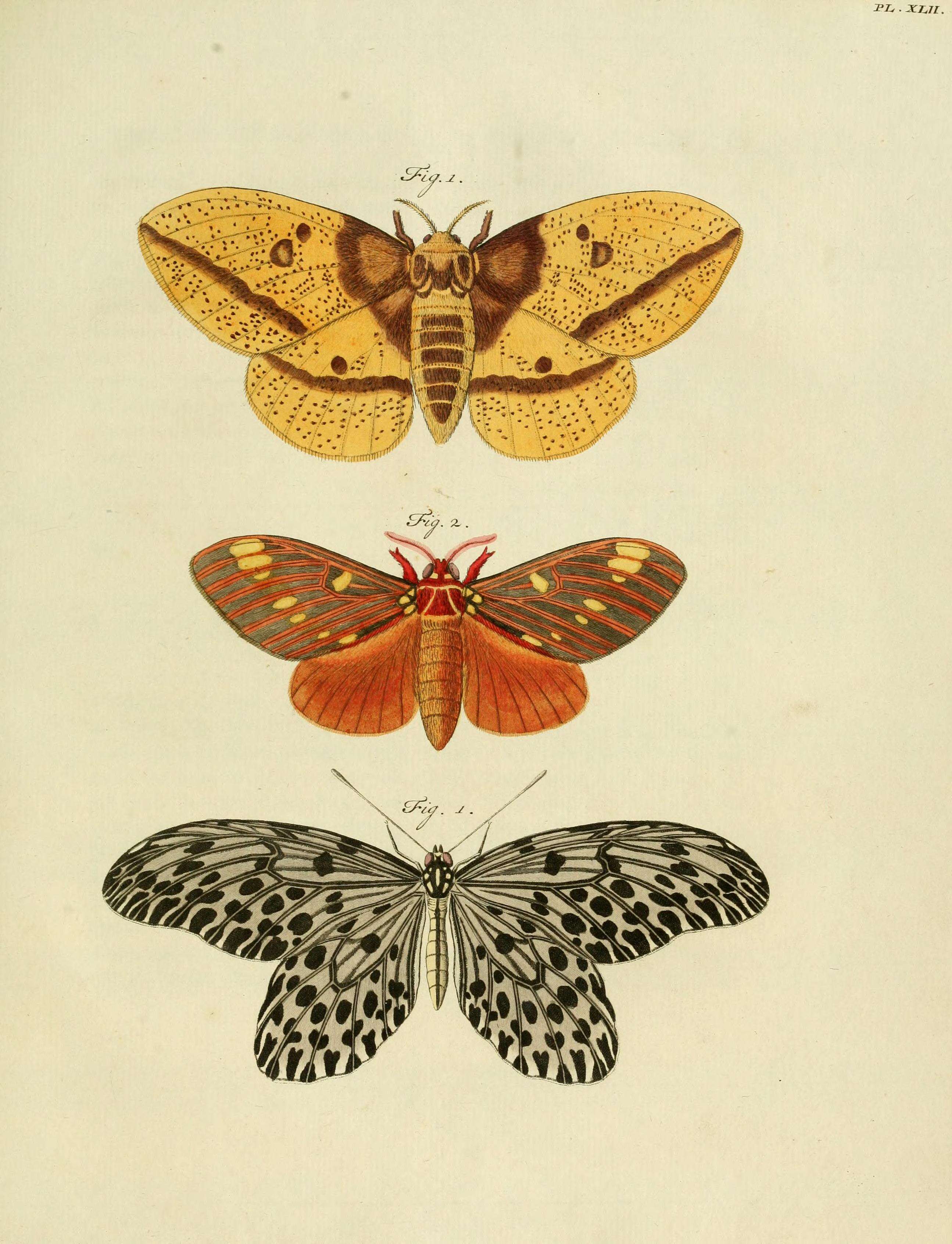 Image of Eacles Hübner (1819)
