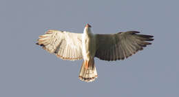 Image of Black-and-White Hawk-Eagle