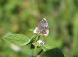 Image of Ocaria ocrisia (Hewitson 1868)