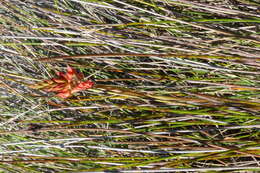 Image de Disa ferruginea Sw.