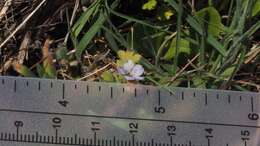 Image de Nemophila menziesii var. integrifolia Brand