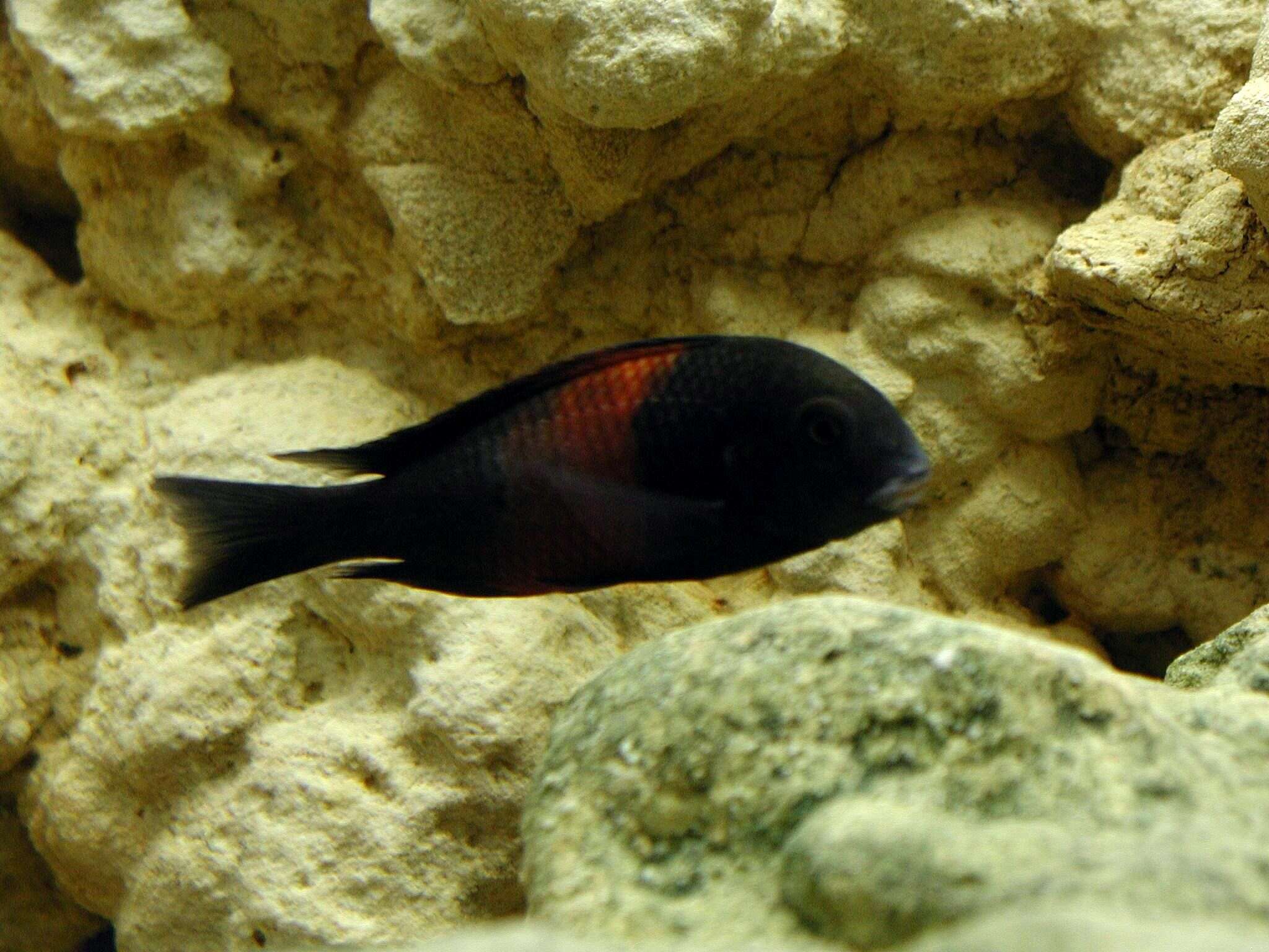 Image of Tropheus