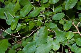 Image of Fuchsia colensoi Hook. fil.