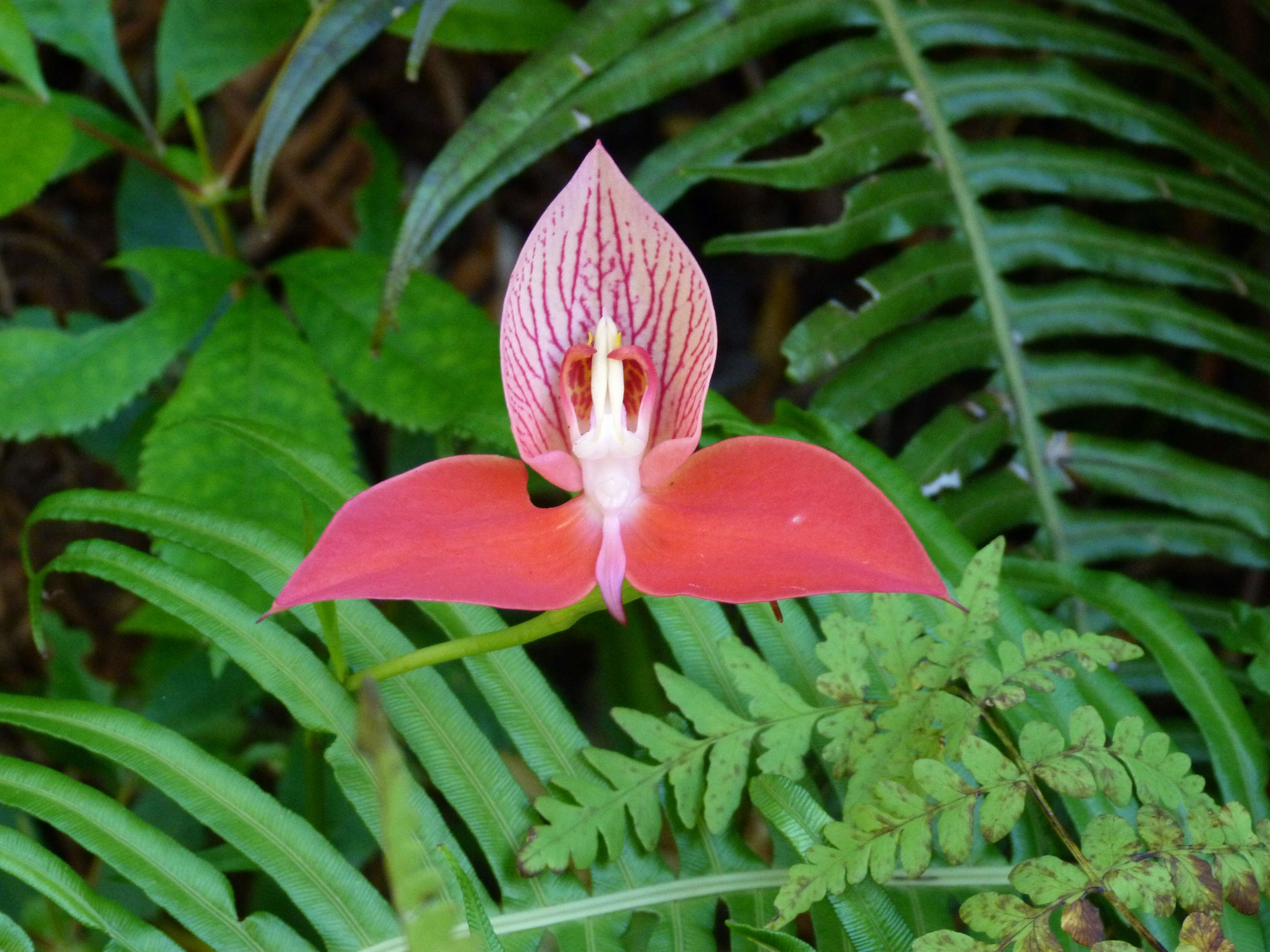 Image of Red Disa