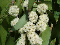 Image of snow gum